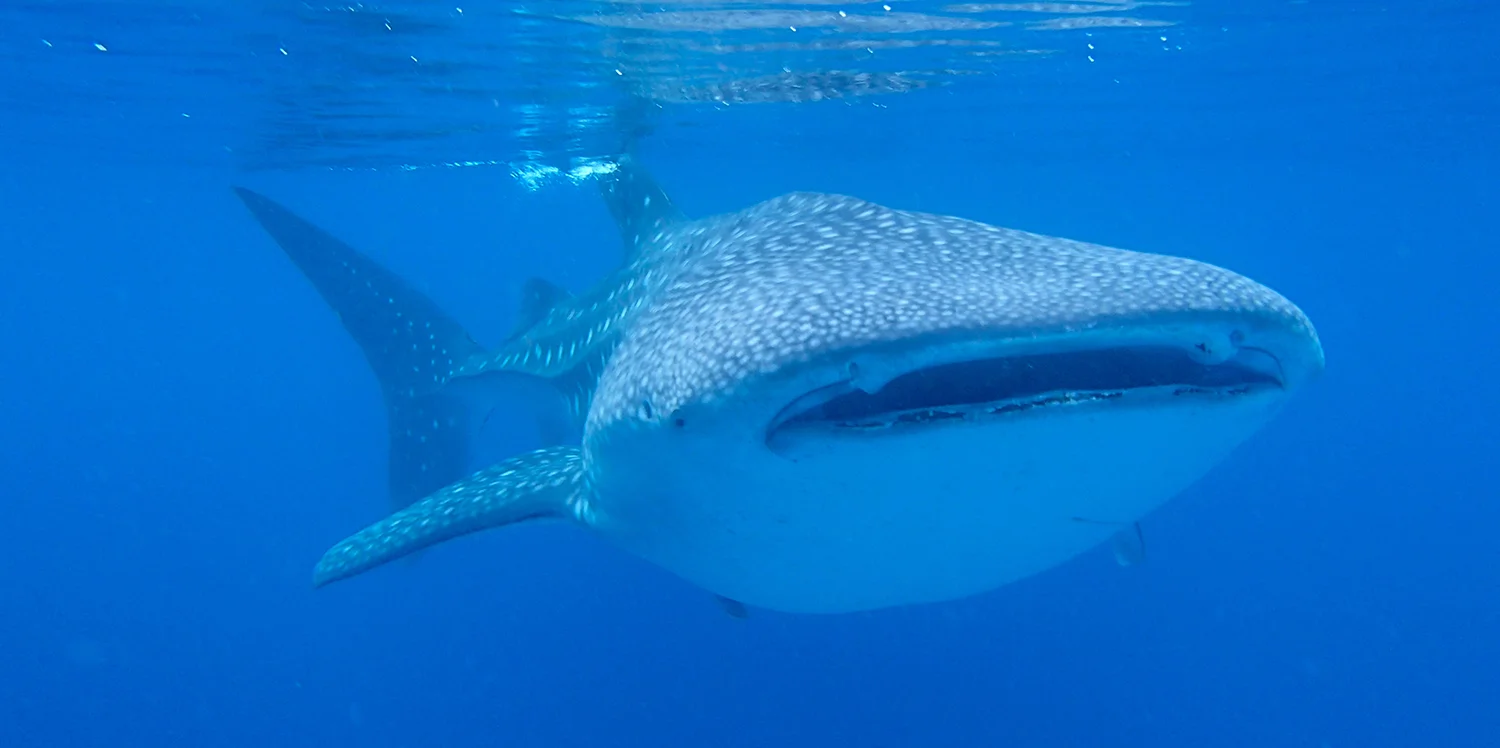 Swimming with the Sharks