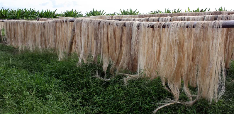 Abaca (Photo courtesy of the Philippine Embassy, Rome)