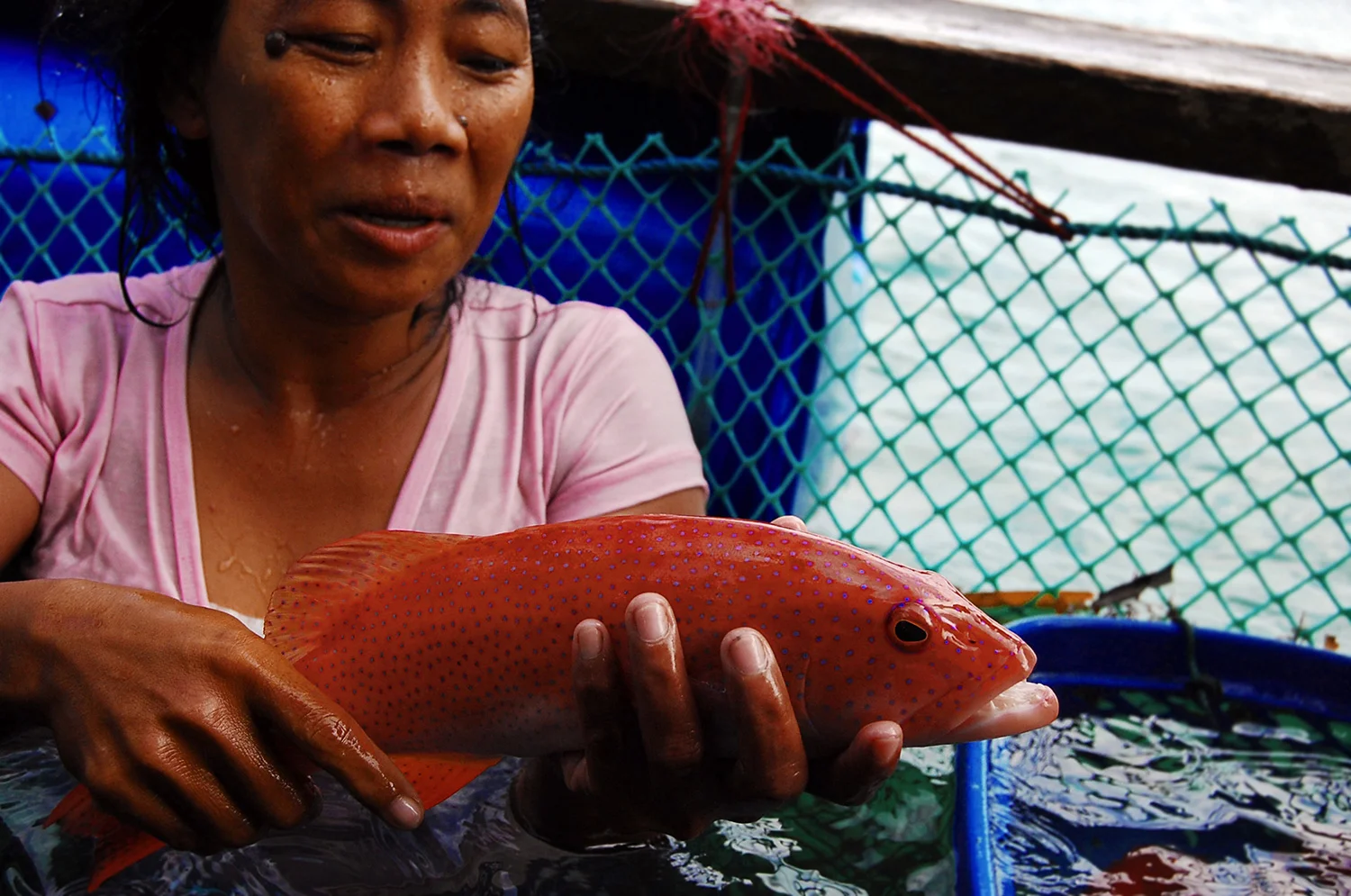 A Fish Called Lapu Lapu Positively Filipino Online Magazine