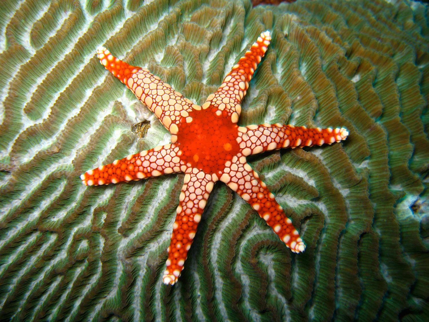 Dive to ‘the Center of the Center’ of Marine Biodiversity