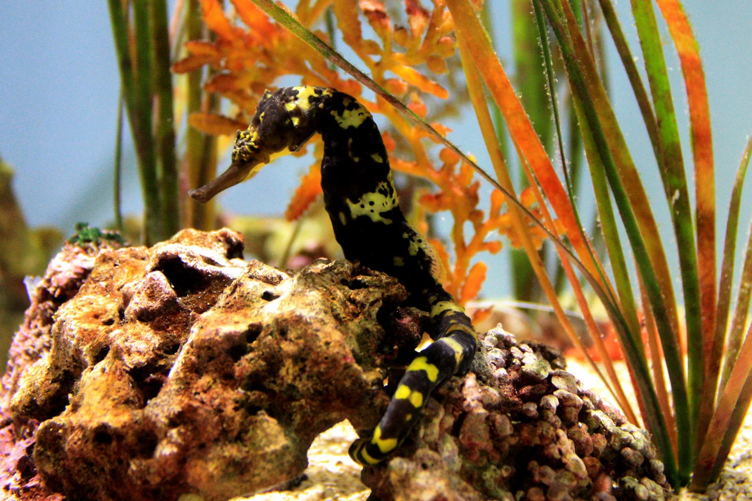 Dive to ‘the Center of the Center’ of Marine Biodiversity — Positively ...