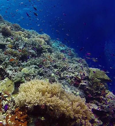 [PARTNER] ARRAS: A New Way of Looking at Coral Reefs