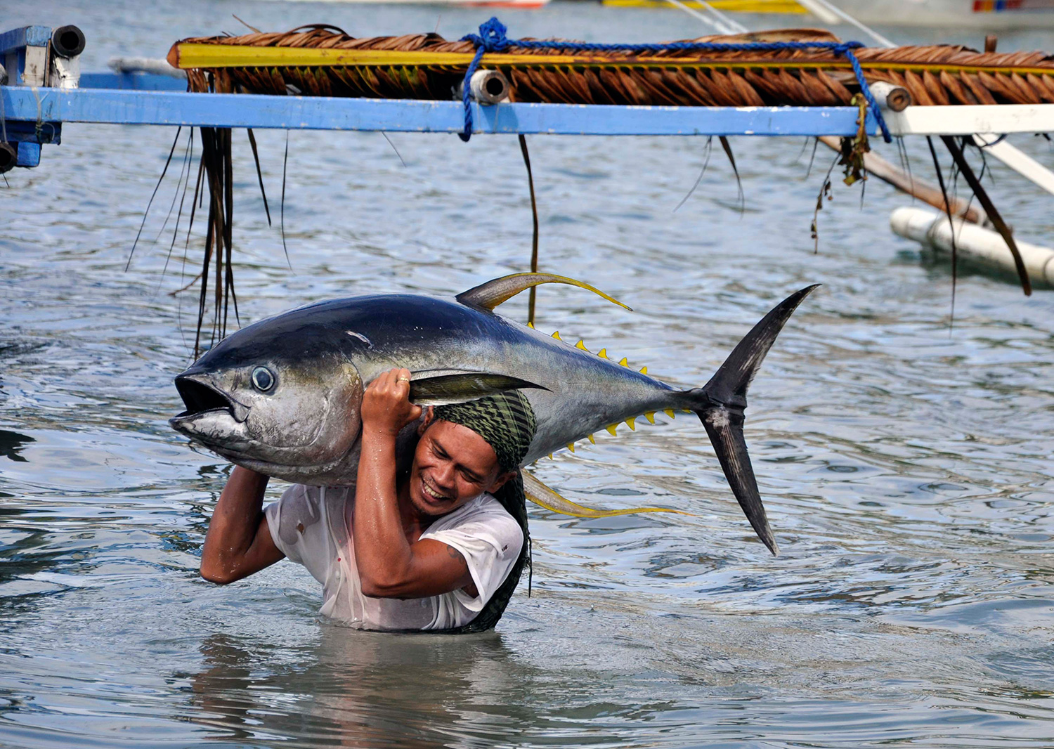 Only large, mature Yellowfin tuna are shipped to European Markets, allowing tuna species the opportunity to spawn and proliferate. (Photo by Gregg Yan/WWF)