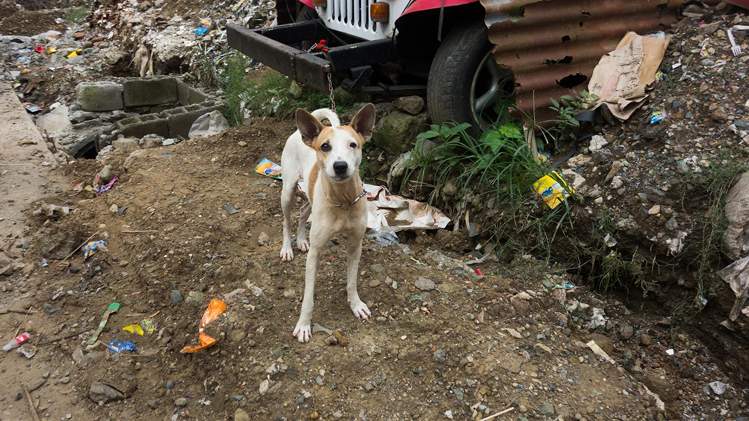 A dog greeting the students at a wake (Photo by Jordan Guingao)