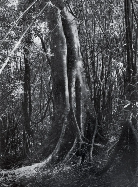 The Balete Tree (Source: wikipedia)