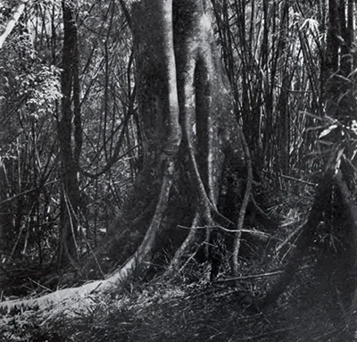 The Old Lady and the Balete Tree 