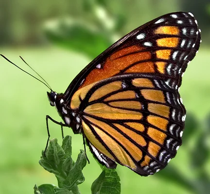 How My Cousin Jimmy Became a Butterfly