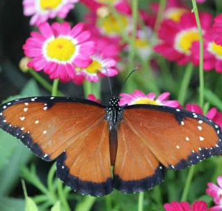"Butterflies of the Philippines" Exhibit Opens in Cincinnati