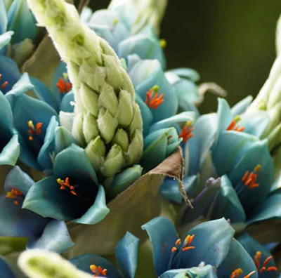 San Francisco Botanical Garden's 75th Anniversary Celebration Community Day