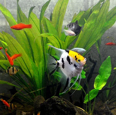 [PARTNER] Ornamental Fish Farms: Aquaculture’s Next Big Trend?