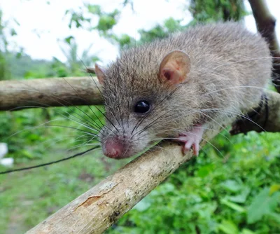 He Knows Much Biology