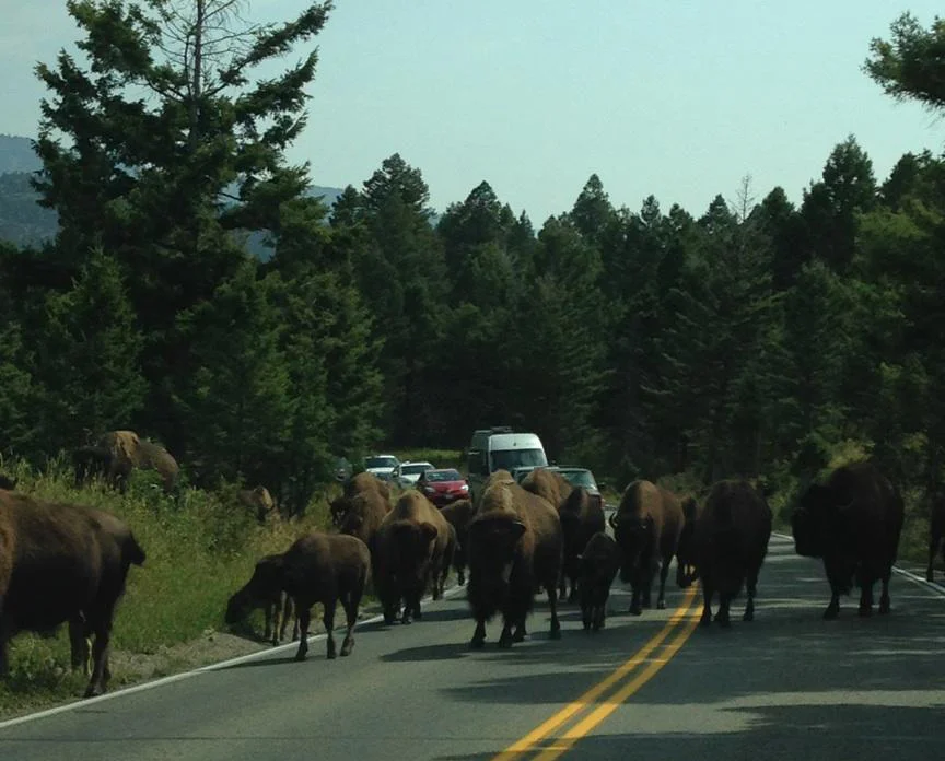 Waiting for the bison to cross (Photo by Gemma Nemenzo)
