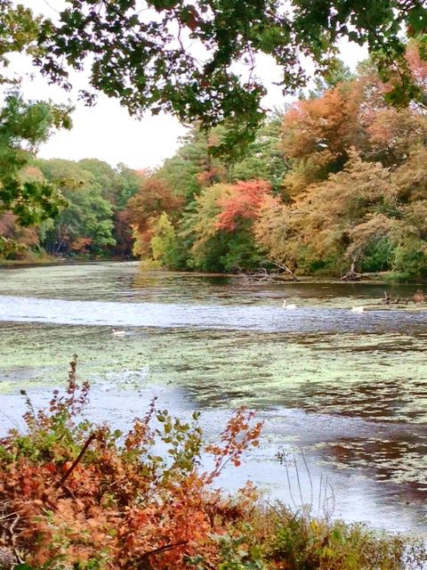 A river flows through a backyard near Boston (Photo by Gemma Nemenzo)