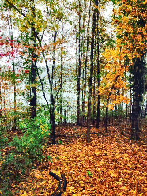 Anna's backyard in Gainesville, GA (Photo by Gemma Nemenzo)
