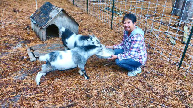 Minnie and her goats in North Carolina (Photo by Irwin Ver)