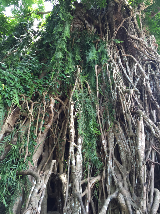 Giant balete (banyan) tree in the neighboring town of Maria Aurora. (Photo by Omar Paz)