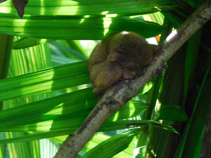 Do not disturb a sleeping tarsier. (Photo by Gia Mendoza)