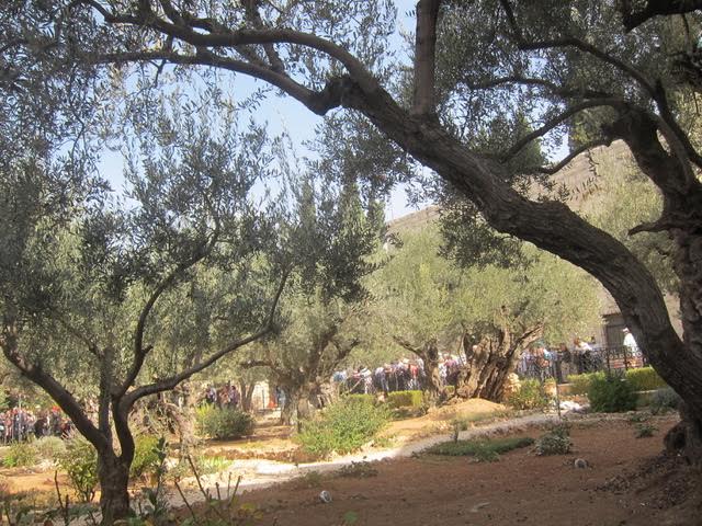 The Garden at Gethsemane (Photo by Mona Lisa Yuchengco )