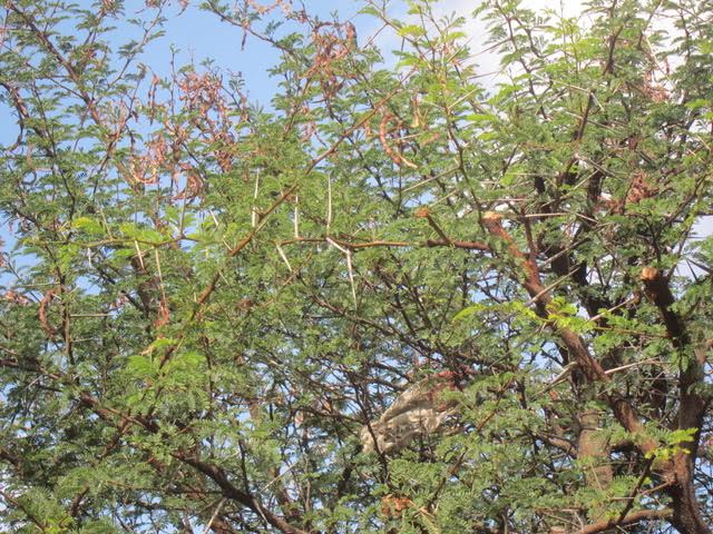 The prickly, sharp leaves of this tree were used to make the crown of thorns of Jesus. (Photo by Mona Lisa Yuchengco )