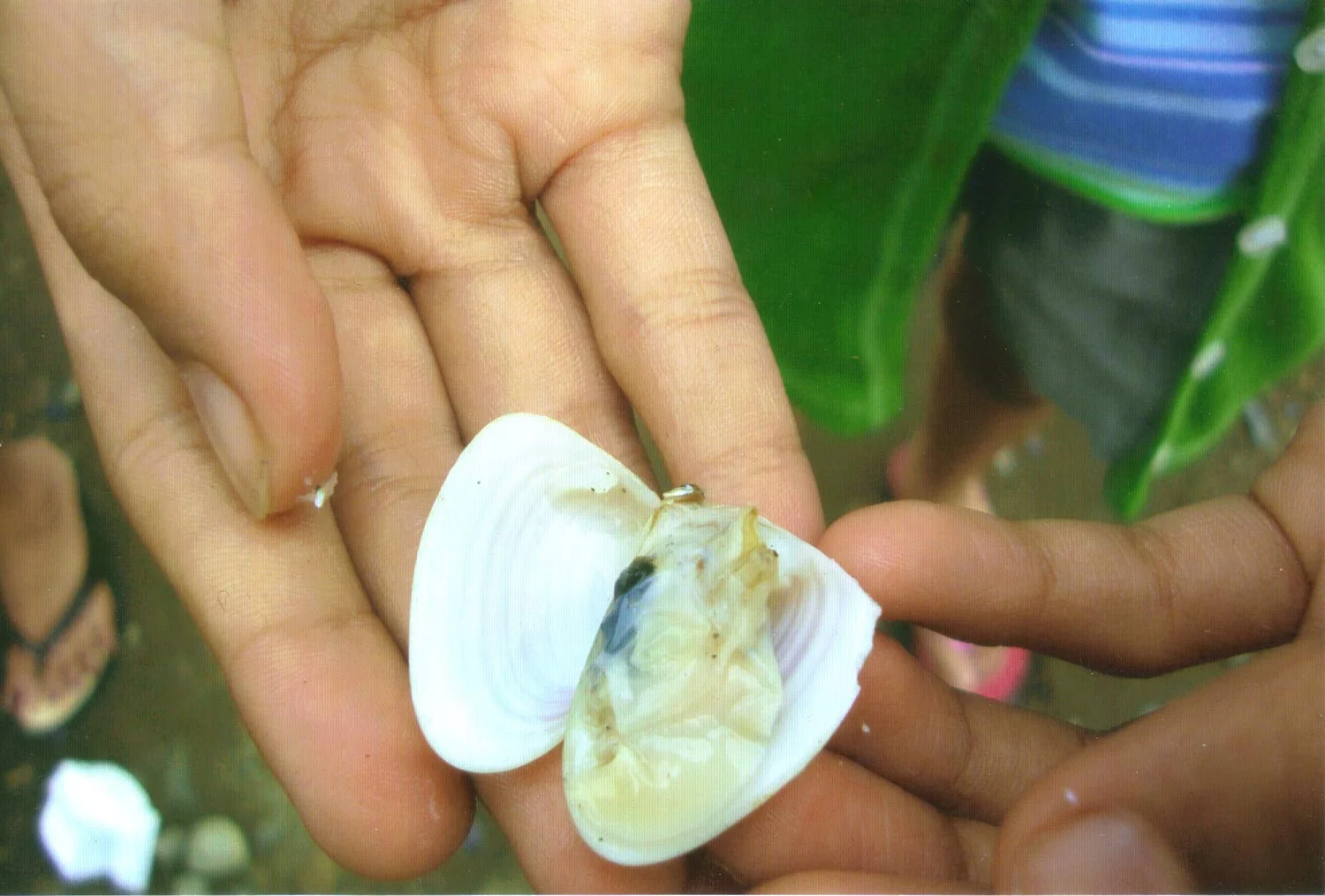 Gakka (Photo by Merlita T. Bayuga)