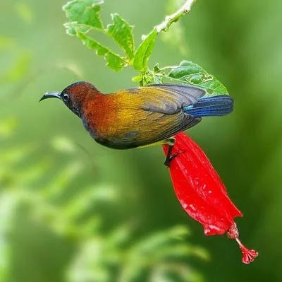 On the Wings of Bird Poems 