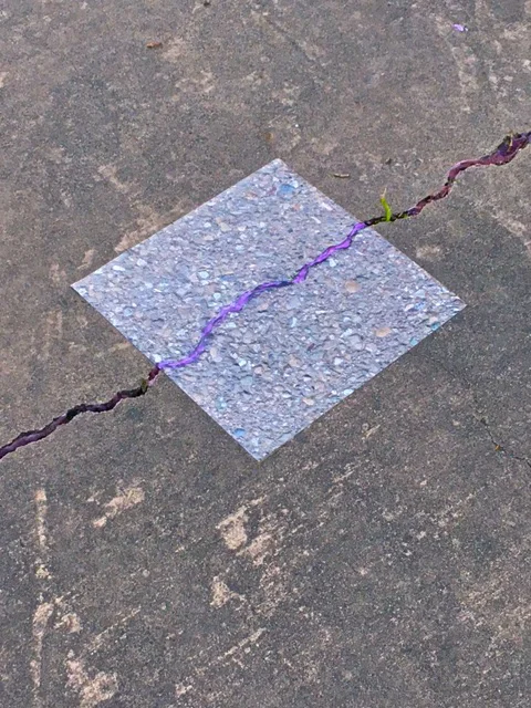 In another artwork referencing the Filipino/Ube Diaspora, France filled pavement cracks at the Mills Art Museum grounds and at SOMA sites with ube haleya (purple yam jam), mounting photos of one intervention on top of the other. “Wherever Filipinos go, ube goes,” she laughed. (Photo by © Keith Meyer)