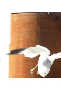 Seagull in Flight taken in Steveston, B.C. Canada (Photo courtesy of BenCab)