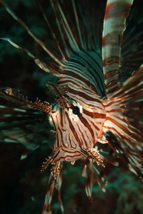 Lionfish (Photo by Robert Suntay)