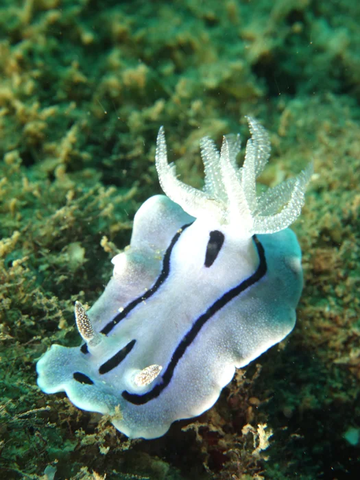 Nudibranch (Photo by Robert Suntay)