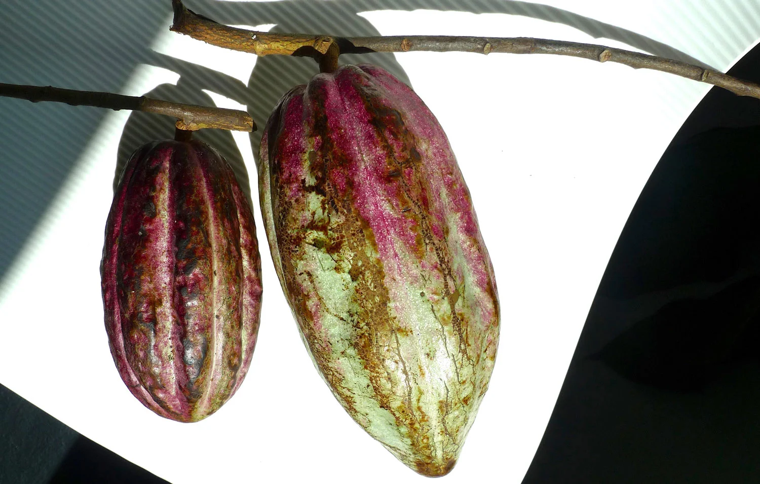 The cacao fruit (Photo by Felice P. Sta. Maria)