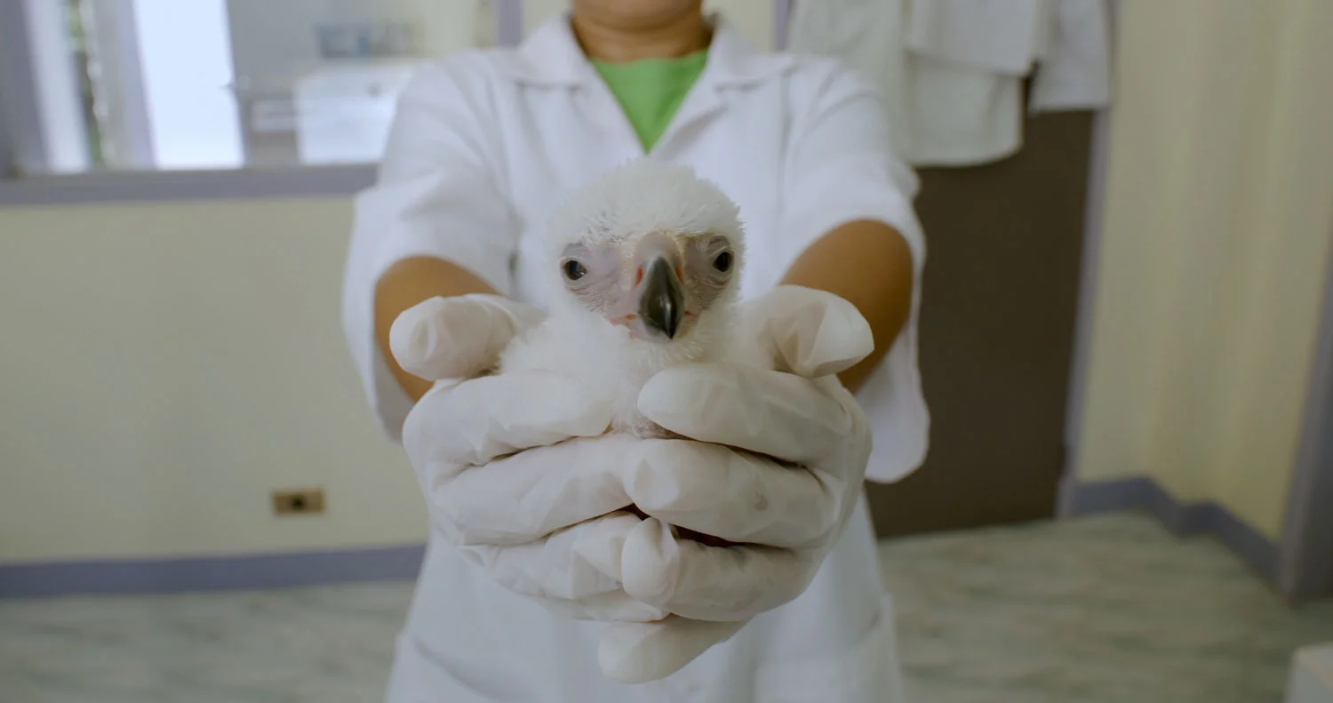 A Philippine eagle chick (Photo courtesy of the Cornell Lab of Orinthology)