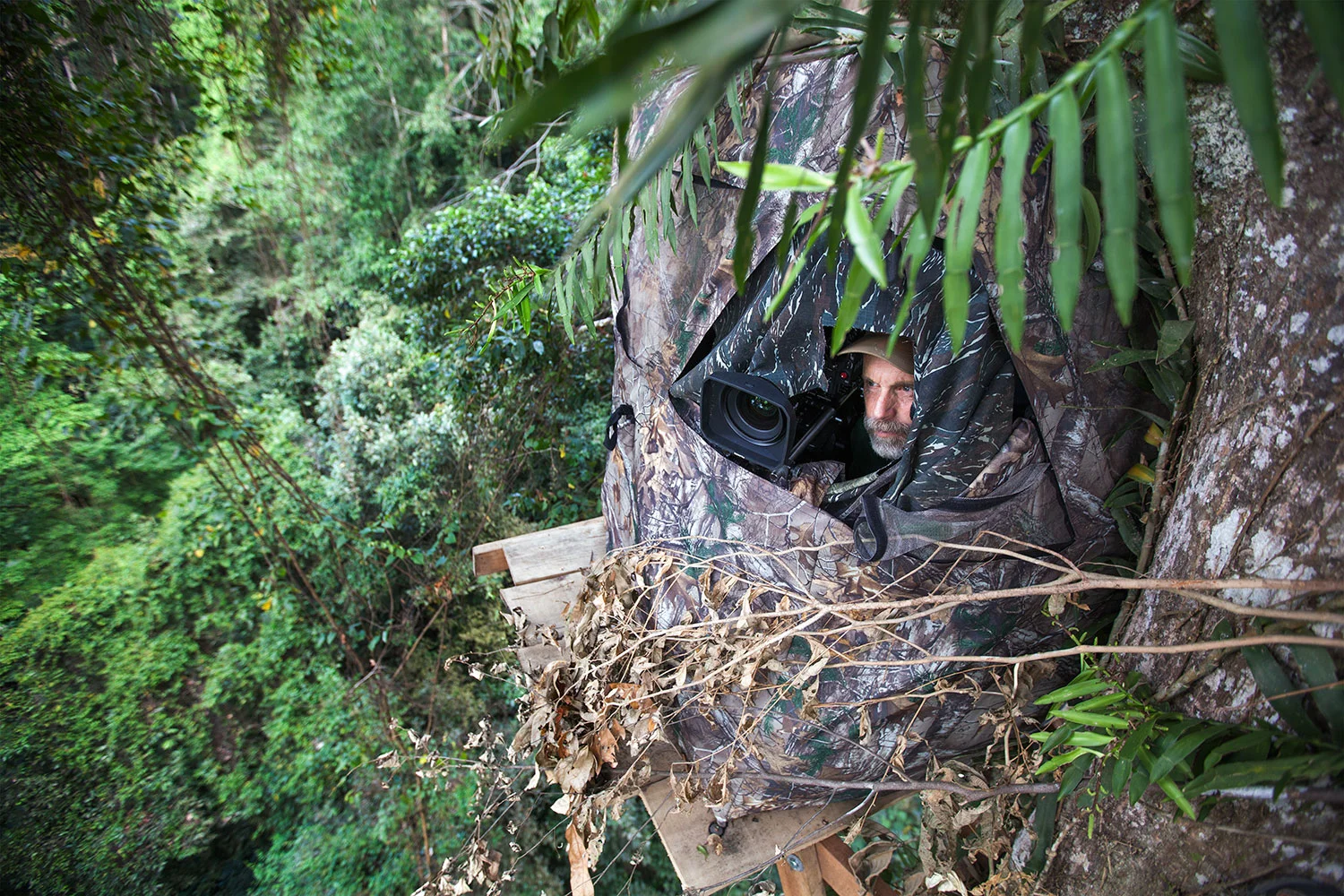 Rettig in a close-blind tree platform (Photo courtesy of the Cornell Lab of Orinthology)