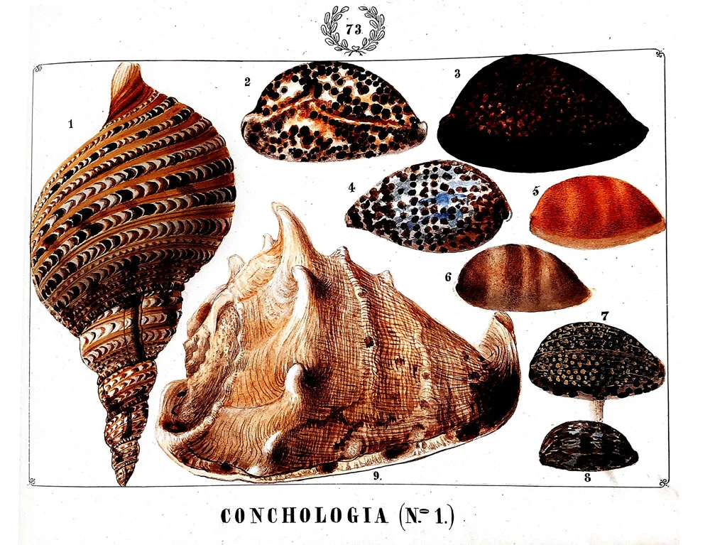 Rendering of Philippine fauna (Plate #73) from the Gervasio Gironella album.