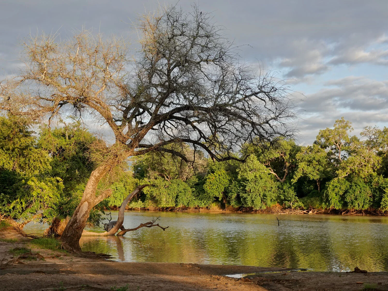 Mana Pools bathed in dawn light