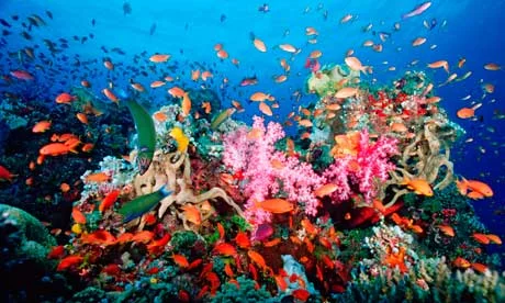 A reef off the coast of Panama