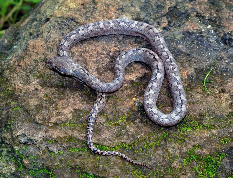 The mysterious ghost snake