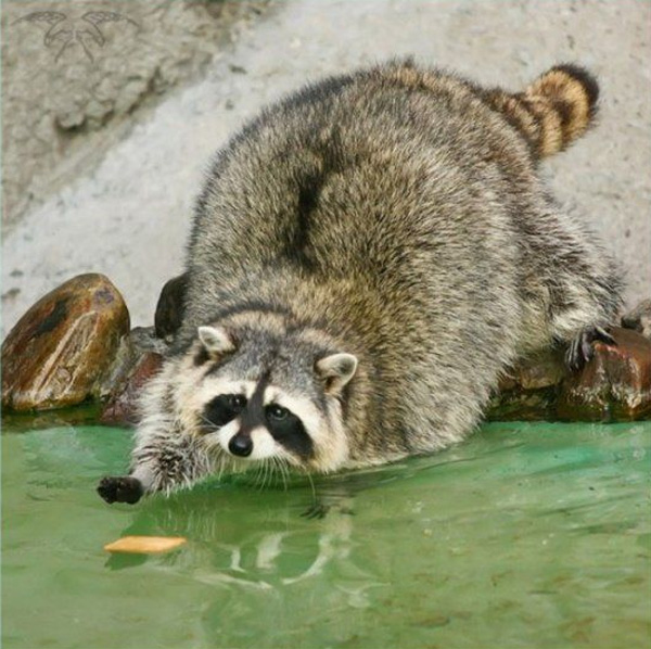 raccoons-photo-12.jpg