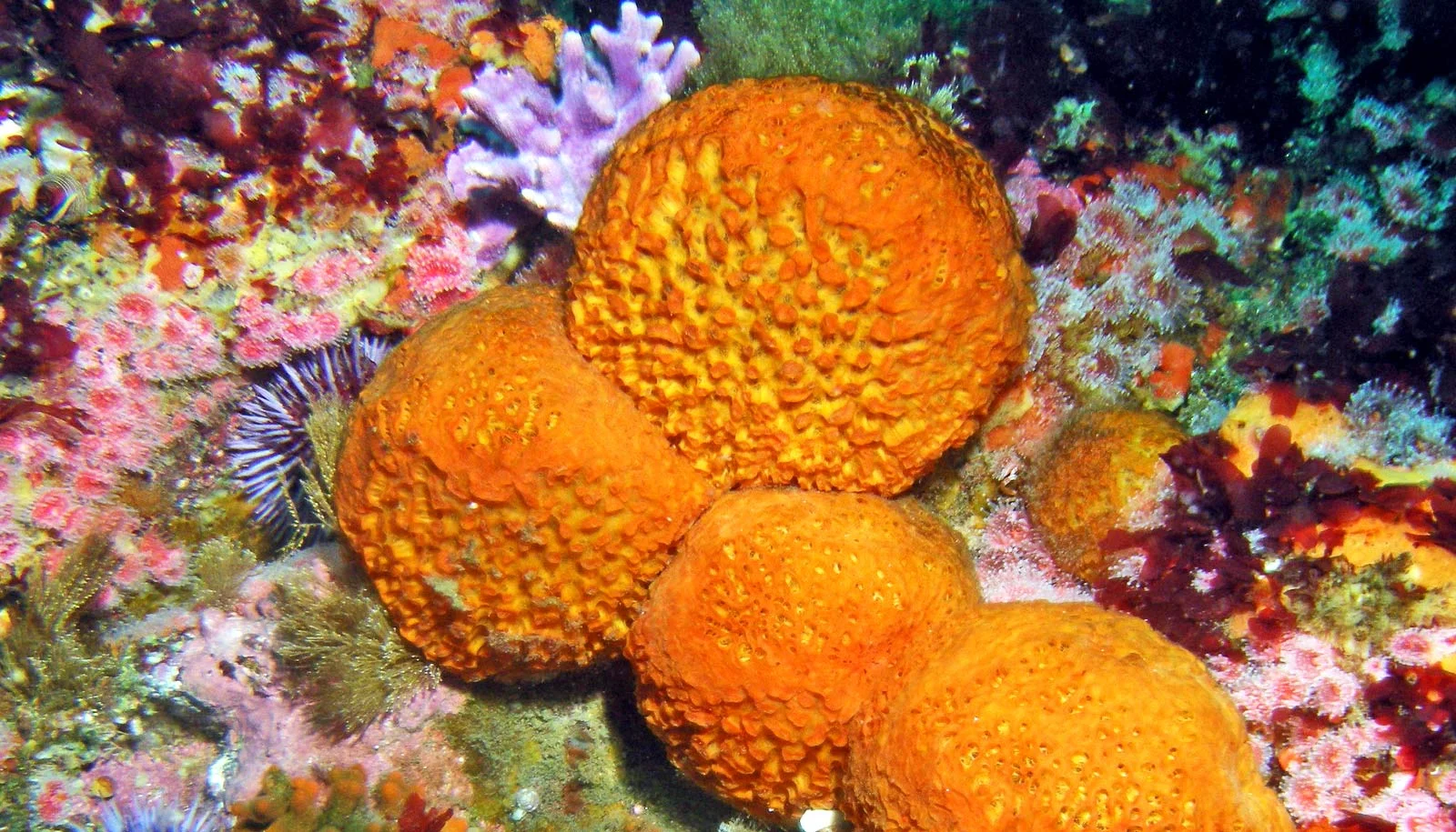 orange-puffball-sea-sponge-1600.jpg
