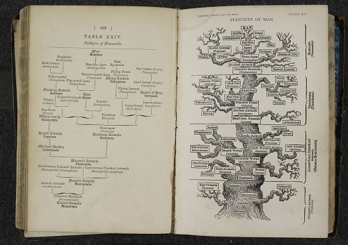   The Pedigree of Man. Ernst Haeckel, The evolution of man. London, 1879.    Copyright © The British Library  