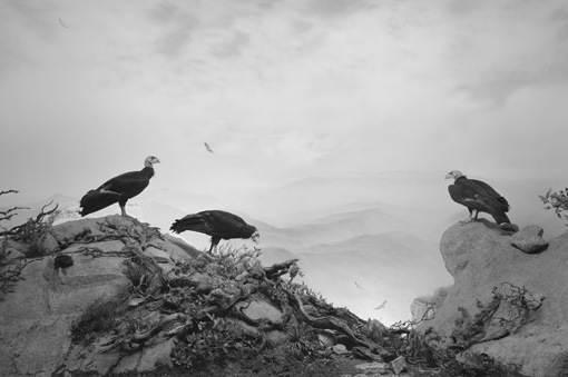 Hiroshi Sugimoto, California Condor (1994), gelatin silver print. 47" x 73" (119.4 cm x 185.4 cm). Edition 1 of 5. Edition of 5. (c) Hiroshi Sugimoto, courtesy The Pace Gallery
