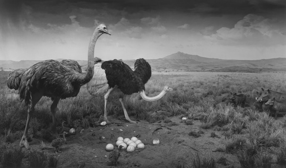 Ostrich-Wart Hog, Hiroshi Sugimoto. 1980. gelatin silver print. 47" x 83" (119.4 cm x 210.8 cm). Courtesy The Pace Gallery