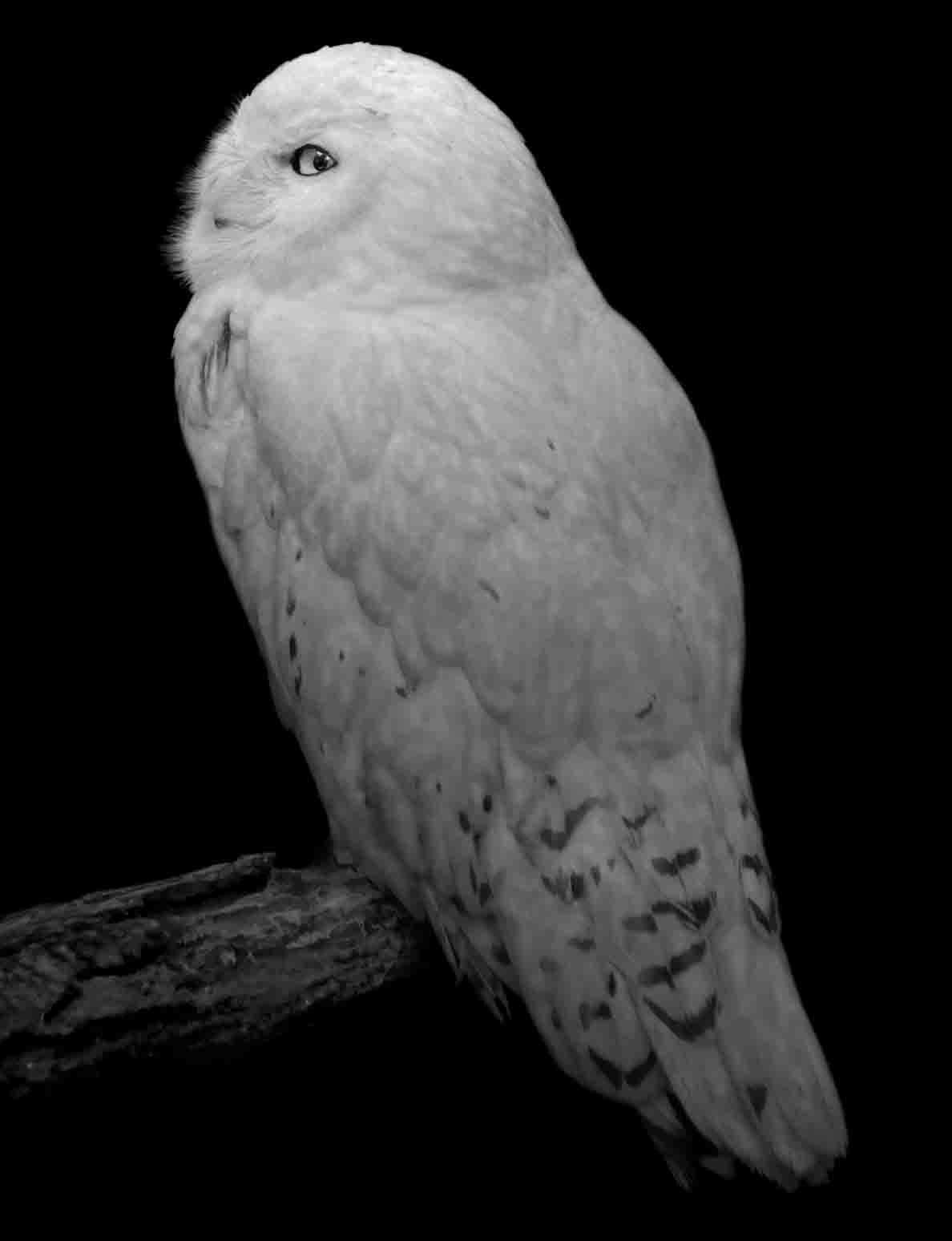 Animal (215). 2012. Copyright Elliot Ross. All rights reserved.jpg