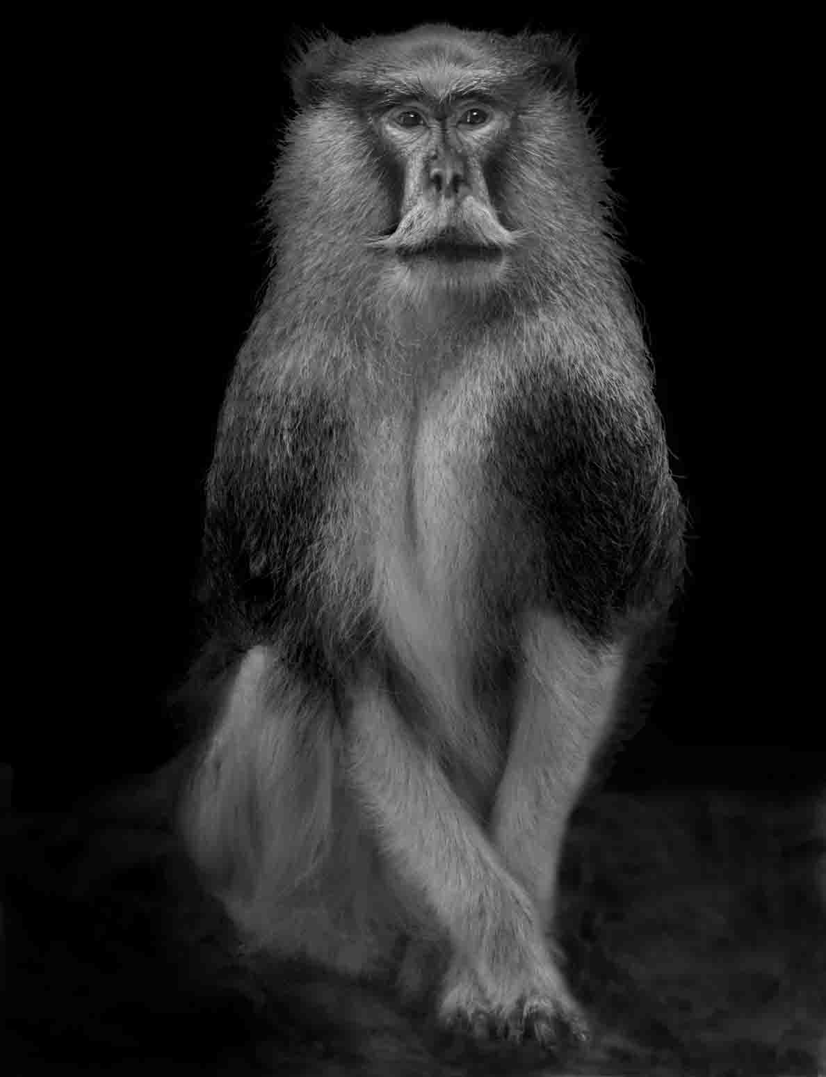 Animal (222). 2012. Copyright Elliot Ross. All rights reserved.jpg