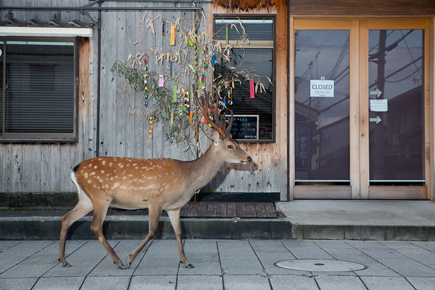 © Yoko Ishii