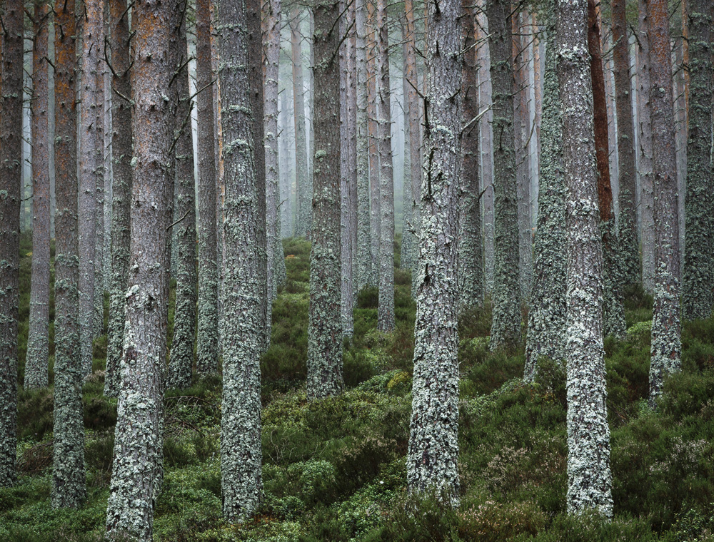 David Shawe - United they stand, Glenmore Forest, Cairngorms National Park, Scotland