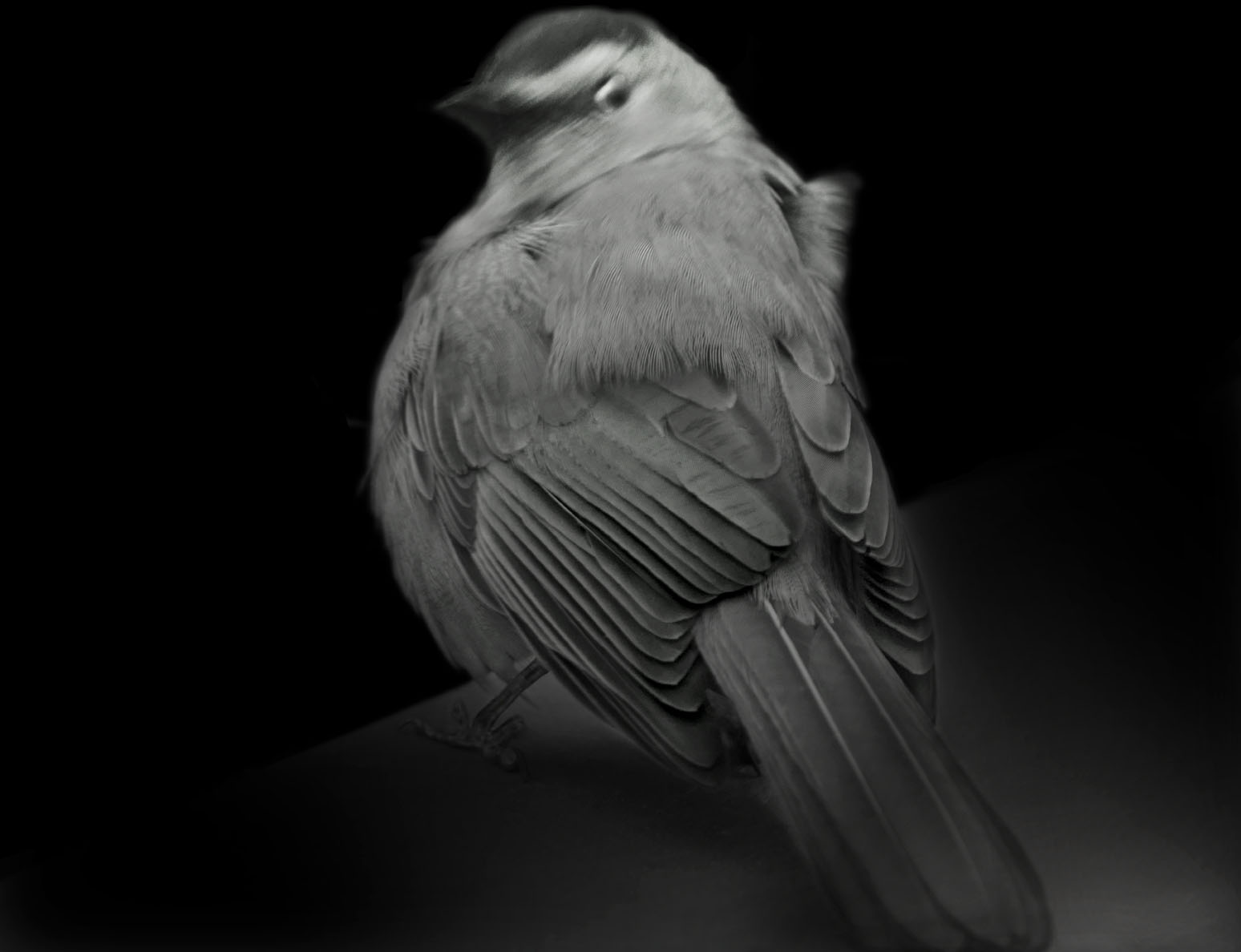 Gray Catbird, 2015. Copyright Elliot Ross. All rights reserved