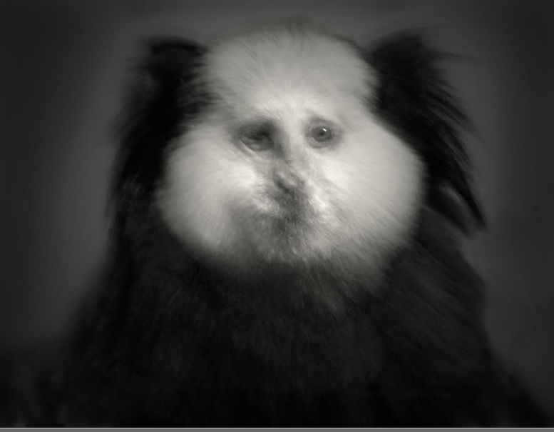 White-headed Marmoset, 2015. Copyright Elliot Ross. All rights reserved