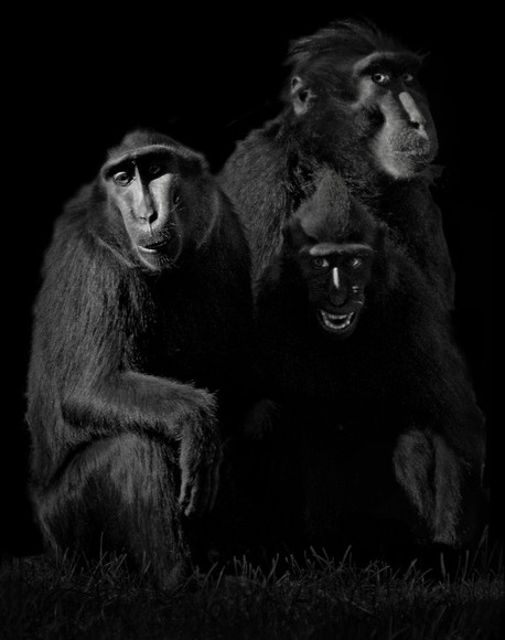 Celebes Crested Macaques, 2015. Copyright Elliot Ross. All rights reserved