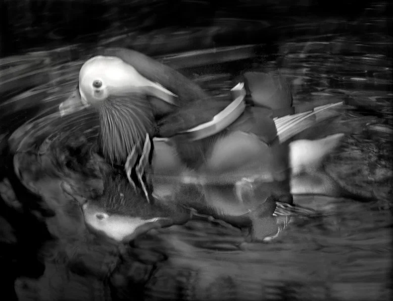 Mandarin Duck, 2015. Copyright Elliot Ross. All rights reserved