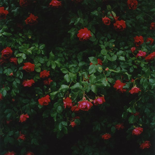 Anne Schwalbe. Rosen (roses), 2009. Type C print. Edition of 5. Copyright Anne Schwalbe. Image courtesy of L. Parker Stephenson Photographs, New York NY